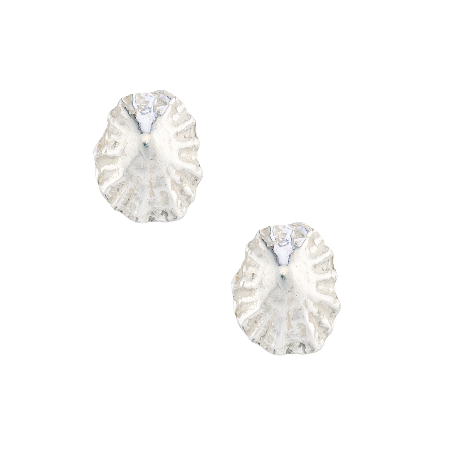 Limpet shell stud earrings