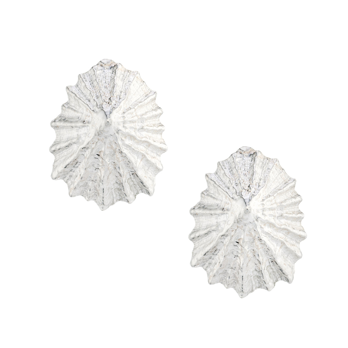 Limpet  shell stud earrings