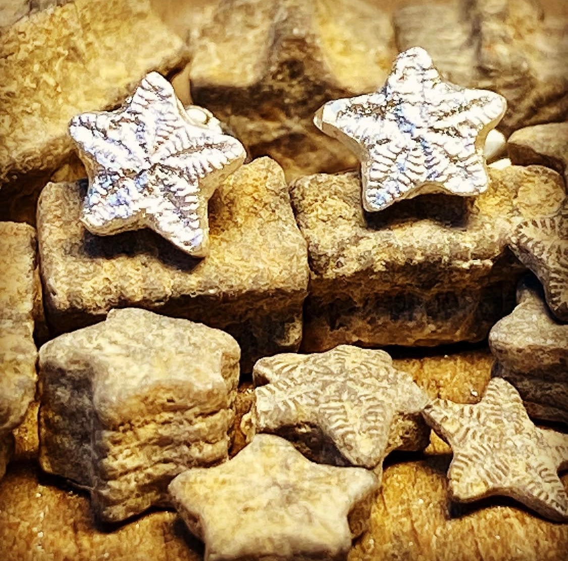 Crinoid star (Fairy coin) earstuds